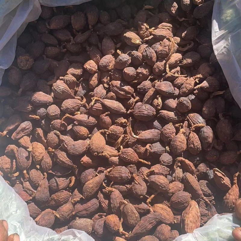 【热销中】云南精品草果产地直发货源充足欢迎咨询