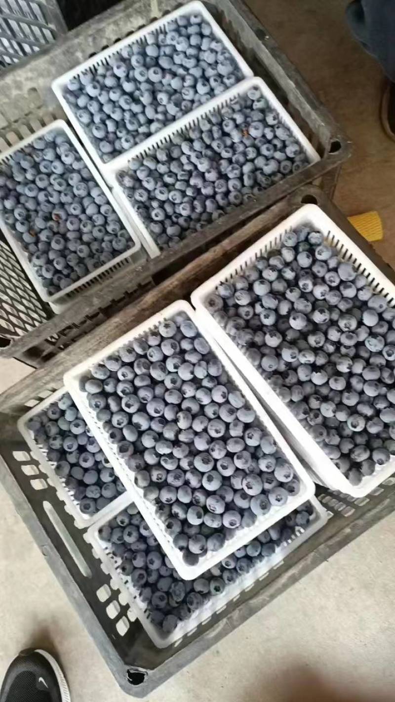 精品蓝莓大量供应产地直销一手货源价格便宜支持全国发货