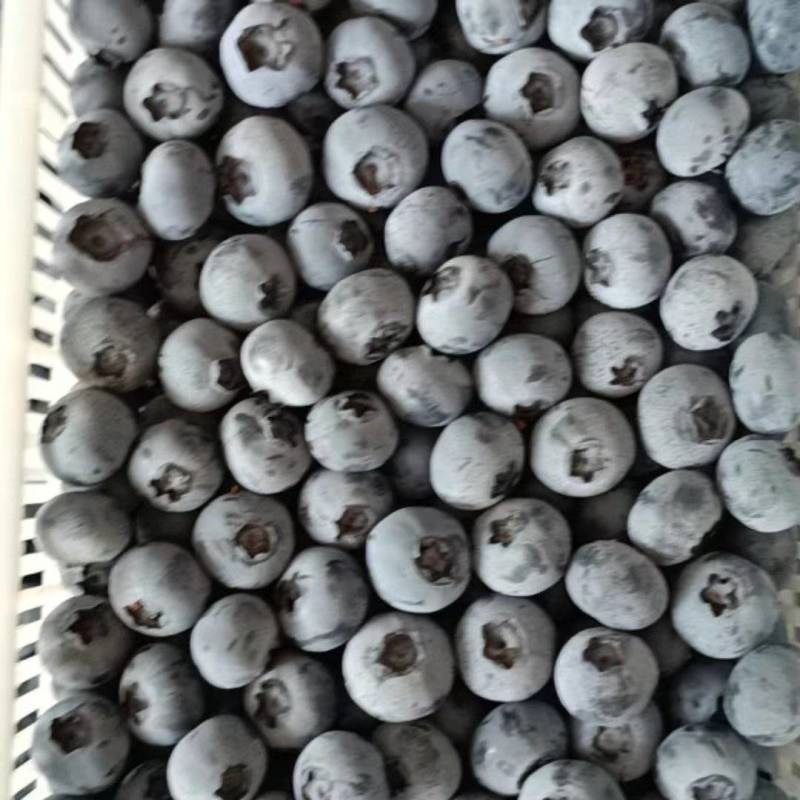 精品蓝莓大量供应产地直销一手货源价格便宜支持全国发货