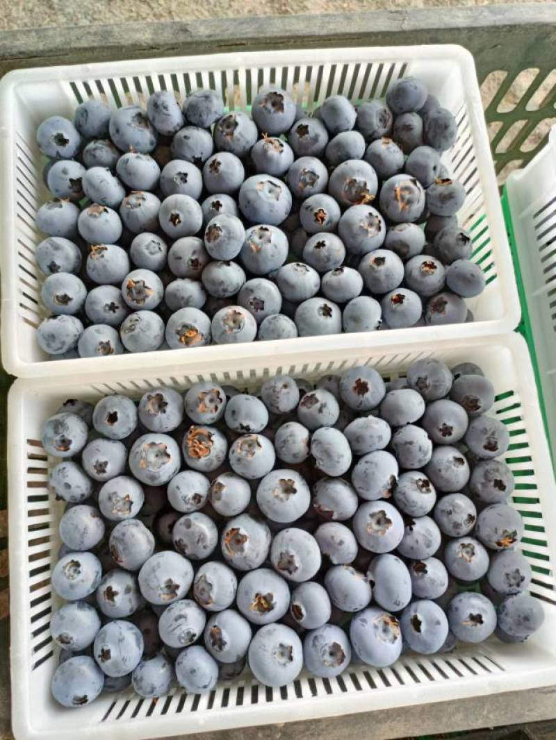 精品蓝莓大量供应产地直销一手货源价格便宜支持全国发货
