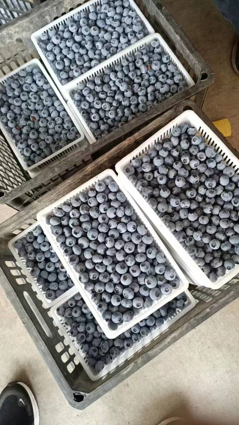 精品蓝莓大量供应产地直销一手货源价格便宜支持全国发货