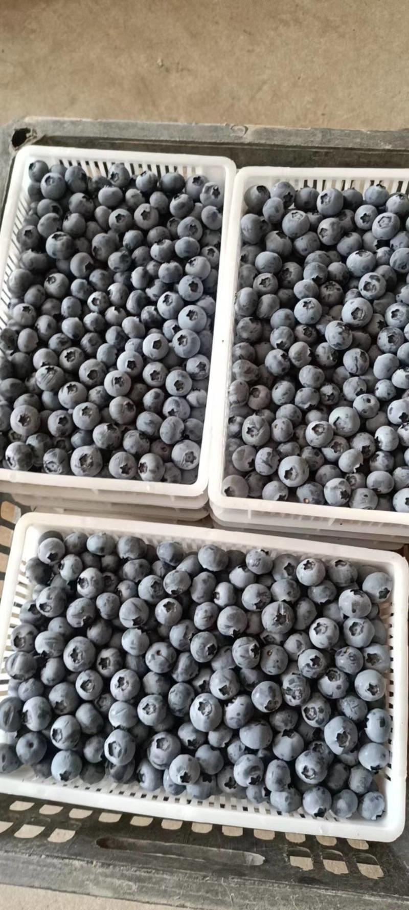 精品蓝莓大量供应产地直销一手货源价格便宜支持全国发货