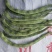 紫花油豆王，大量上市，需要的老板联系我