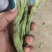 紫花油豆王，大量上市，需要的老板联系我