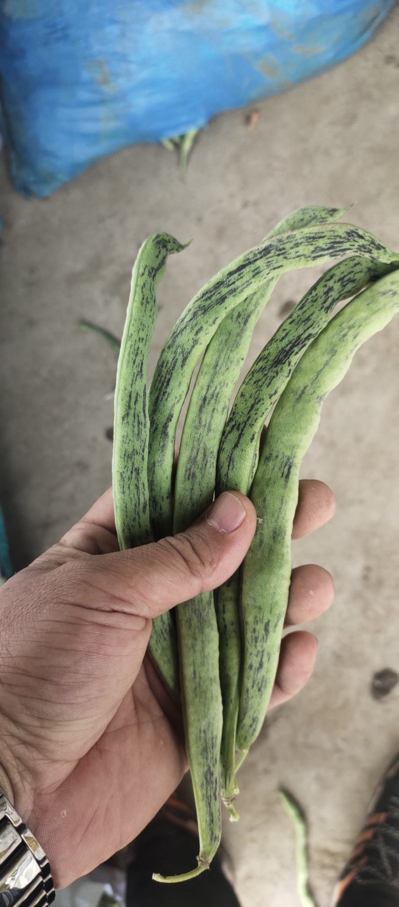 紫花油豆王，大量上市，需要的老板联系我