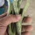 紫花油豆王，大量上市，需要的老板联系我