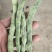 紫花油豆王，大量上市，需要的老板联系我