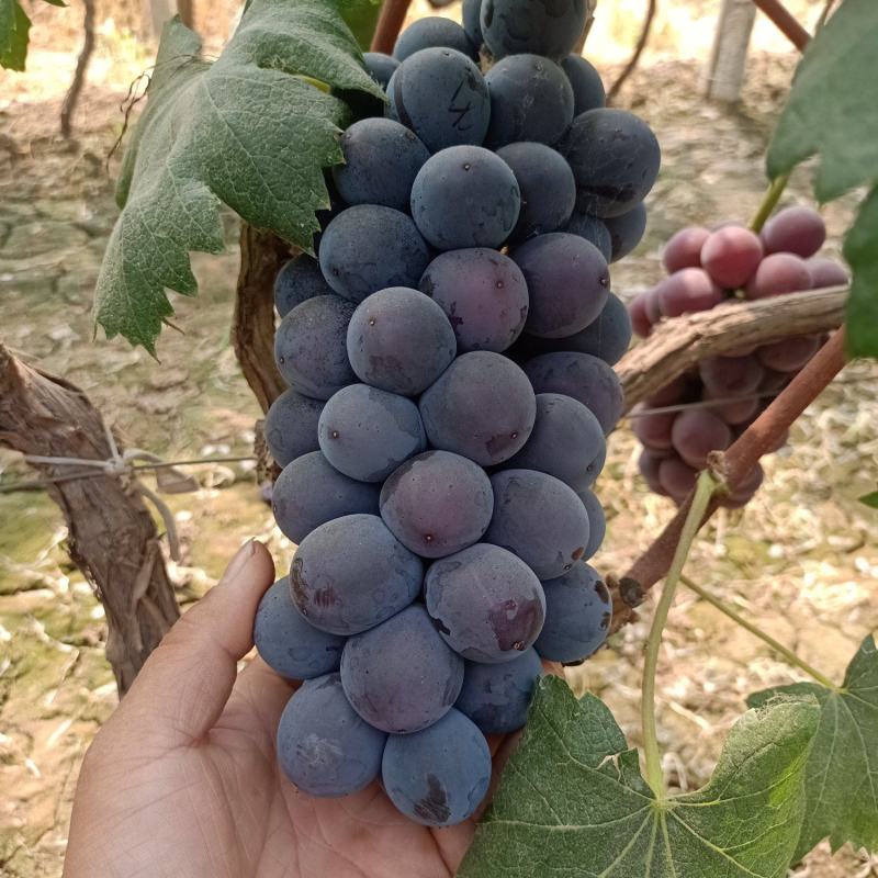 乒乓球又称腾忍已经大量上市了，颗粒超大，果面干净，口感鲜