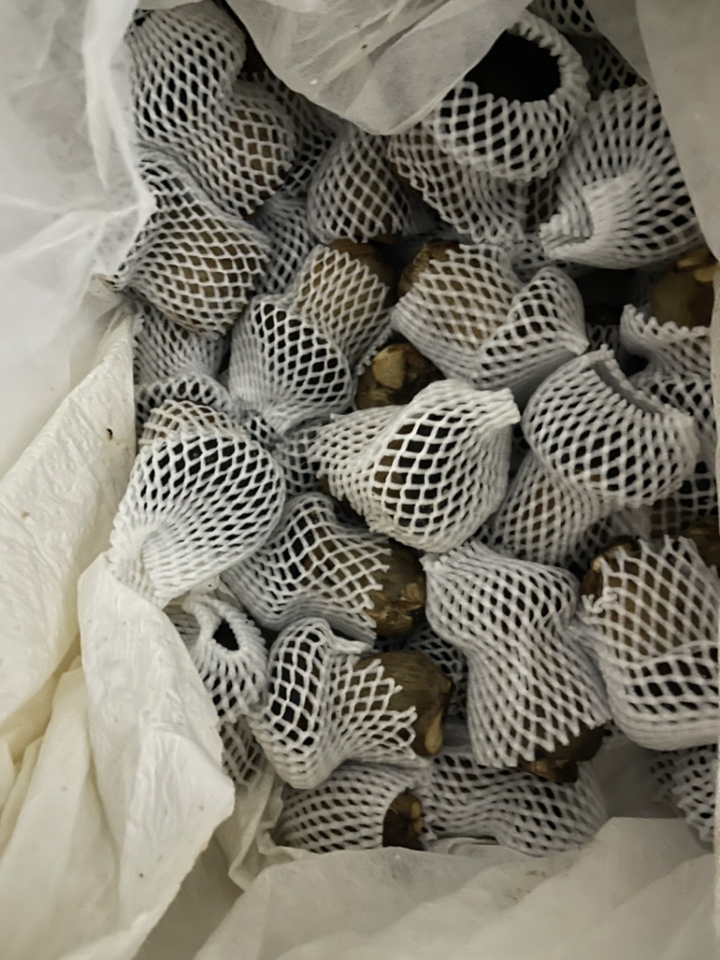 [精选牛肝菌]规格统一，新鲜采摘价格优惠，欢迎咨询。