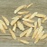 野生小黄芪片中药材特级黄芪片煲汤泡茶精选正品黄芪片泡水包
