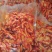 【卤味】麻辣鸭翅中，藤椒鸭板肠，欢迎老板们光临！