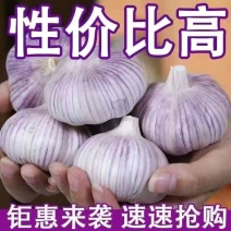 大蒜新干蒜紫白皮大蒜新鲜大蒜头2/3/5/10斤批