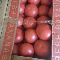 长子西红柿种植基地欢迎全国各地客商前来采购