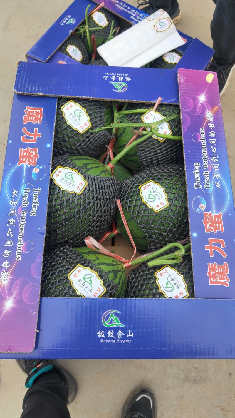 随时有货西瓜最新日期