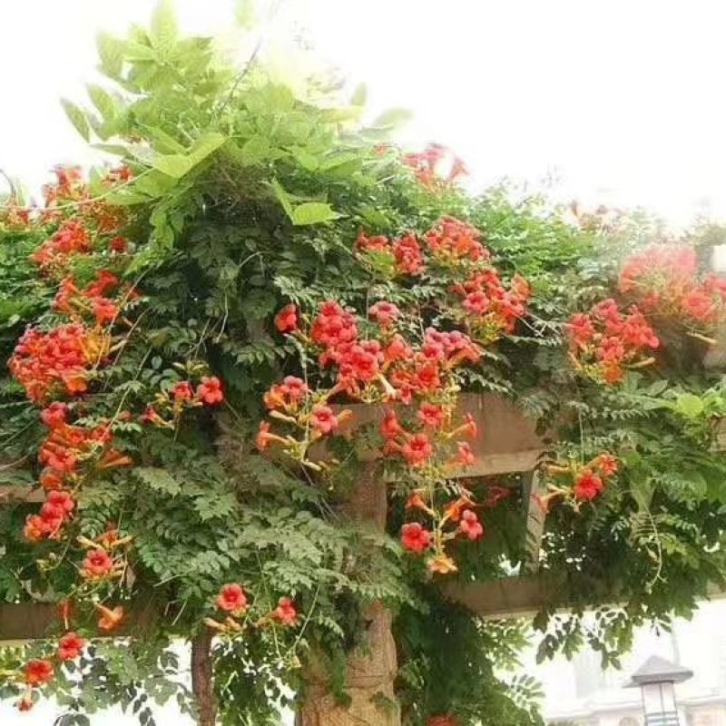 美国凌霄花苗爬藤植物耐寒庭院花园阳台攀援花卉藤本苗喇叭炮