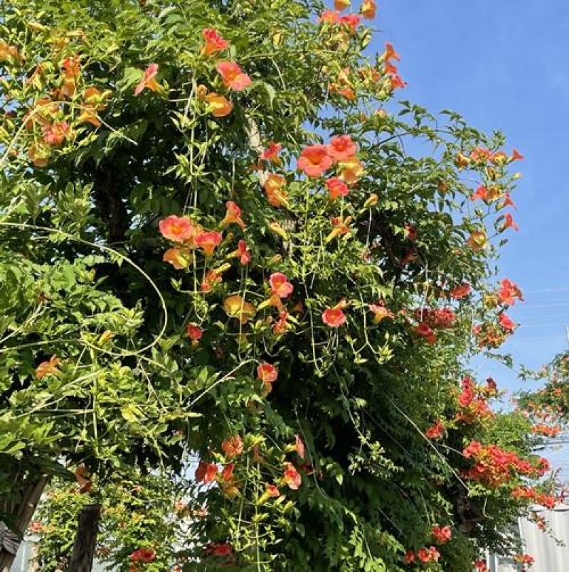 美国凌霄花苗爬藤植物耐寒庭院花园阳台攀援花卉藤本苗喇叭炮