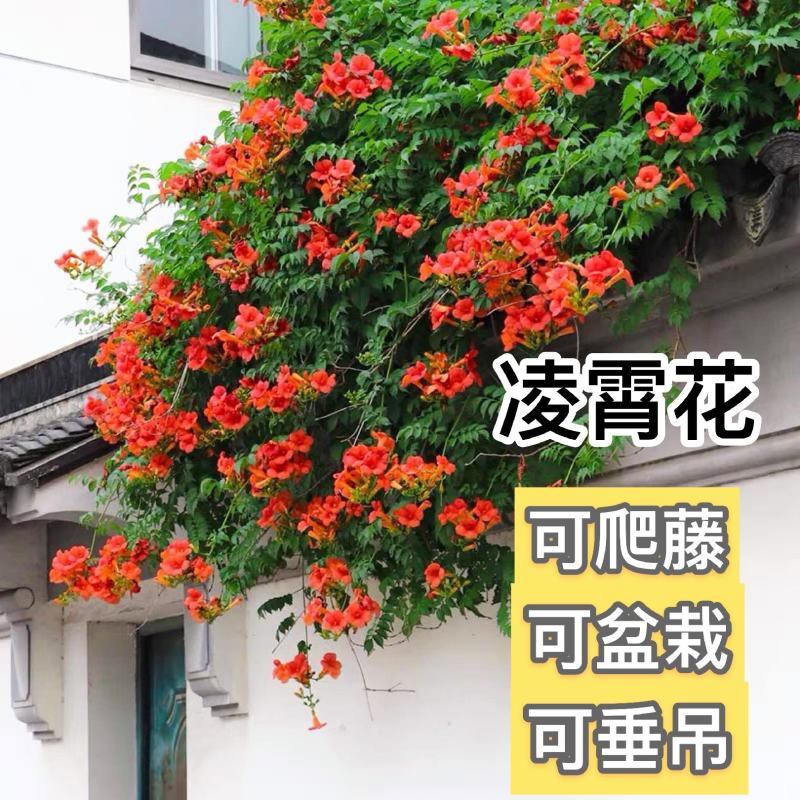 美国凌霄花苗爬藤植物耐寒庭院花园阳台攀援花卉藤本苗喇叭炮