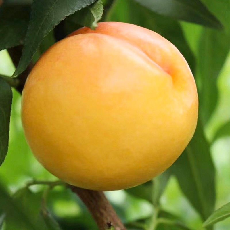 套袋黄油桃