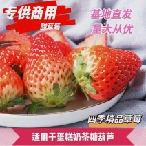 云南四季商用双流草莓基地直发孕妇奶茶烘焙水果糖葫芦专用草