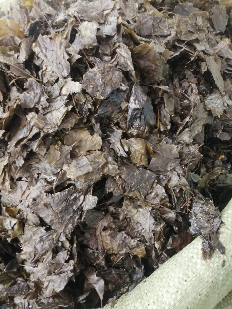 包邮苦丁叶，毛冬青叶，货干度好颜色漂亮，产地直销