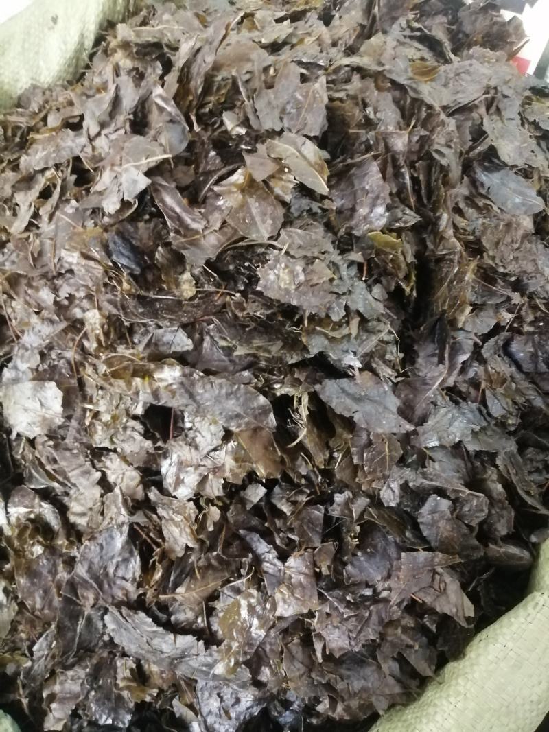 包邮苦丁叶，毛冬青叶，货干度好颜色漂亮，产地直销