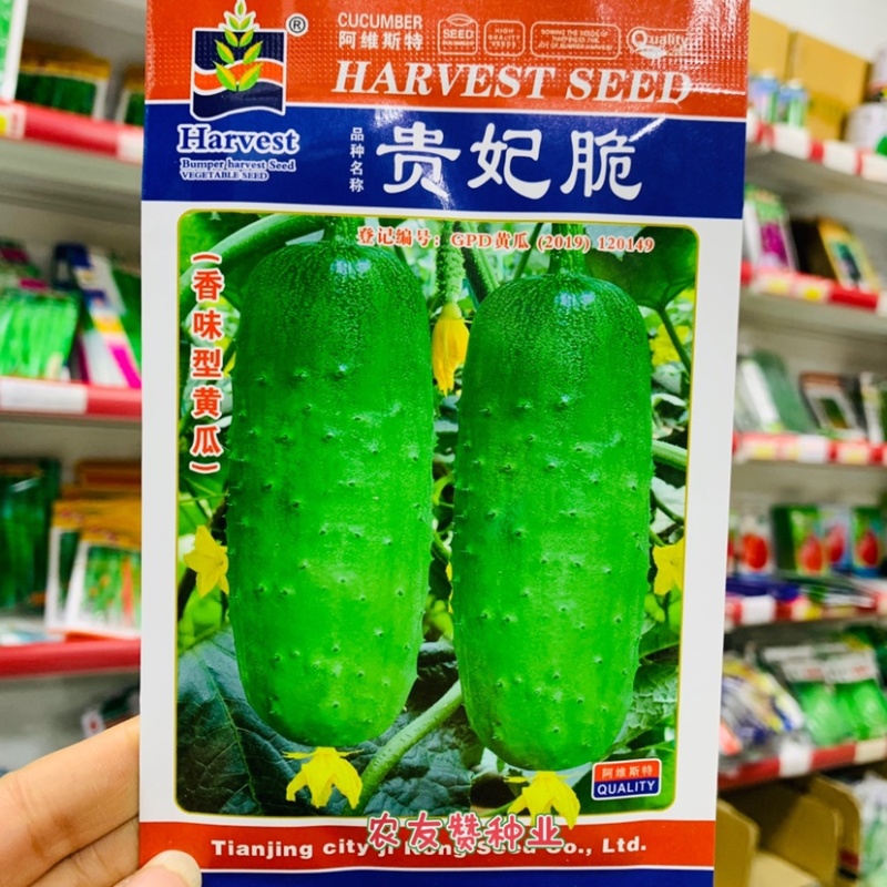 贵妃脆香味型水果黄瓜种子瓜条棒状瓜肉浅绿色黄瓜种子