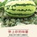 【精品】宁夏硒砂瓜即将大量上市品质好诚信经营