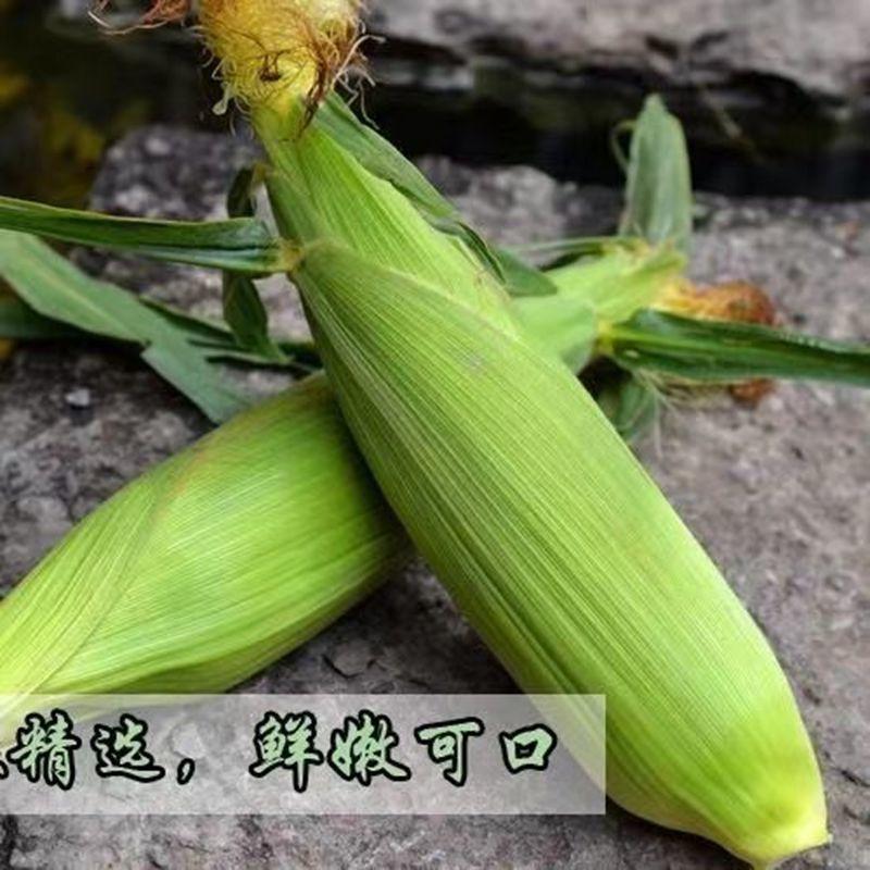 新鲜白糯玉米【现掰嫩甜大个粘玉米】产地批发价格便宜