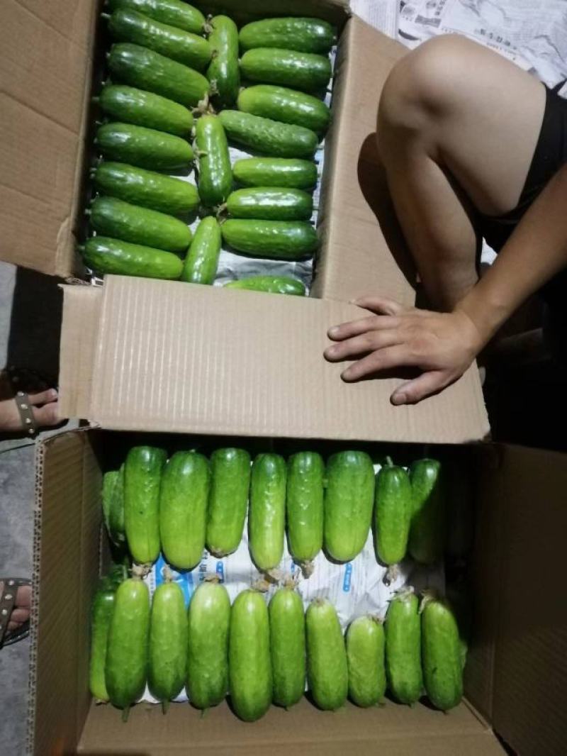 水果黄瓜旱黄瓜产区直发一手货源对接市场
