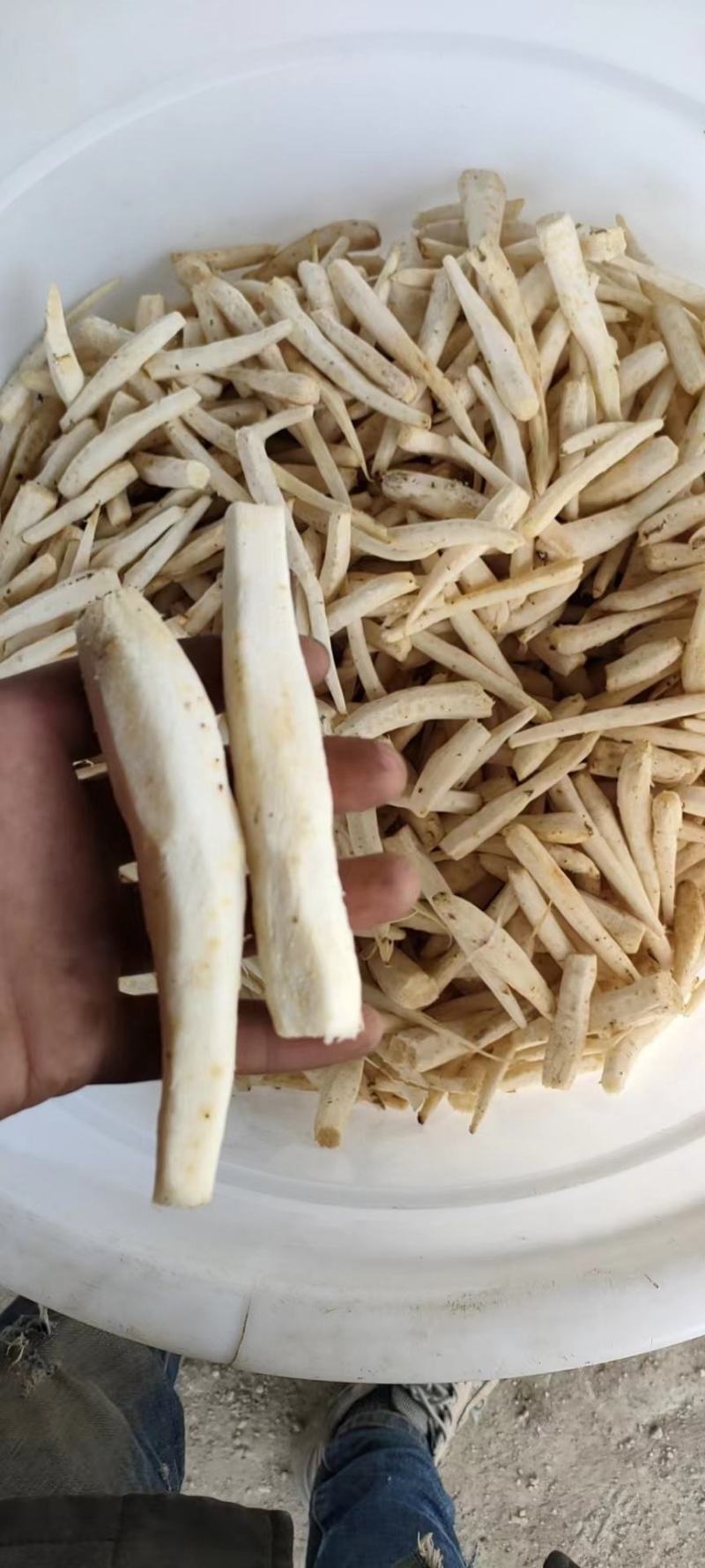 山海螺羊乳草四叶参南沙参山胡萝卜