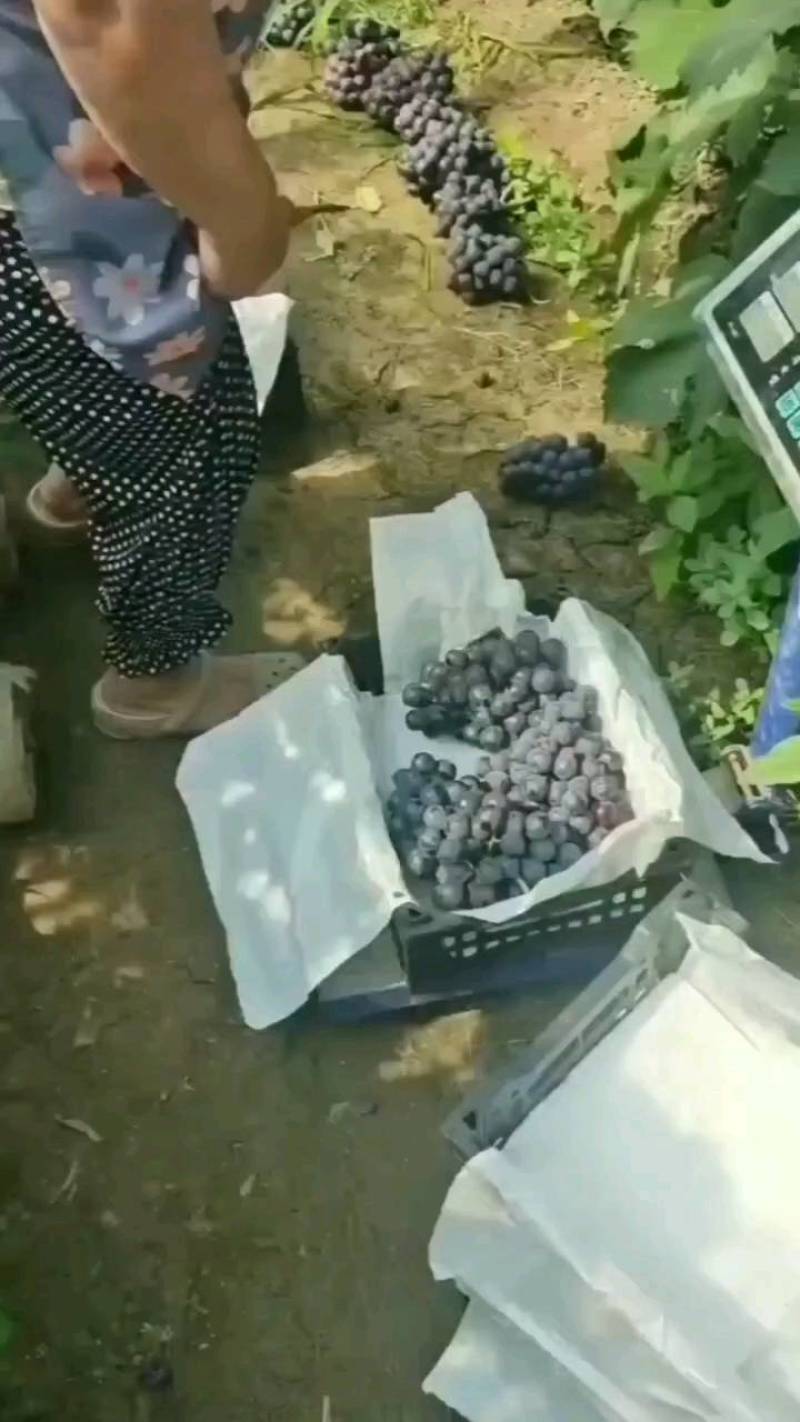 夏黑葡萄河北大棚夏黑葡萄一手货源产地直供货源充足
