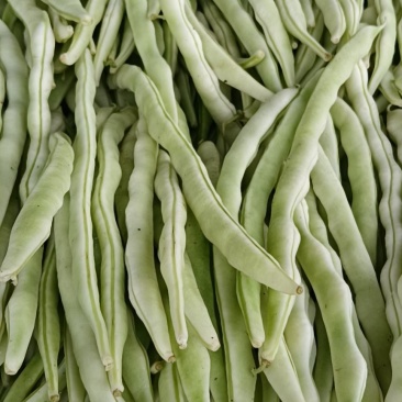 白不老