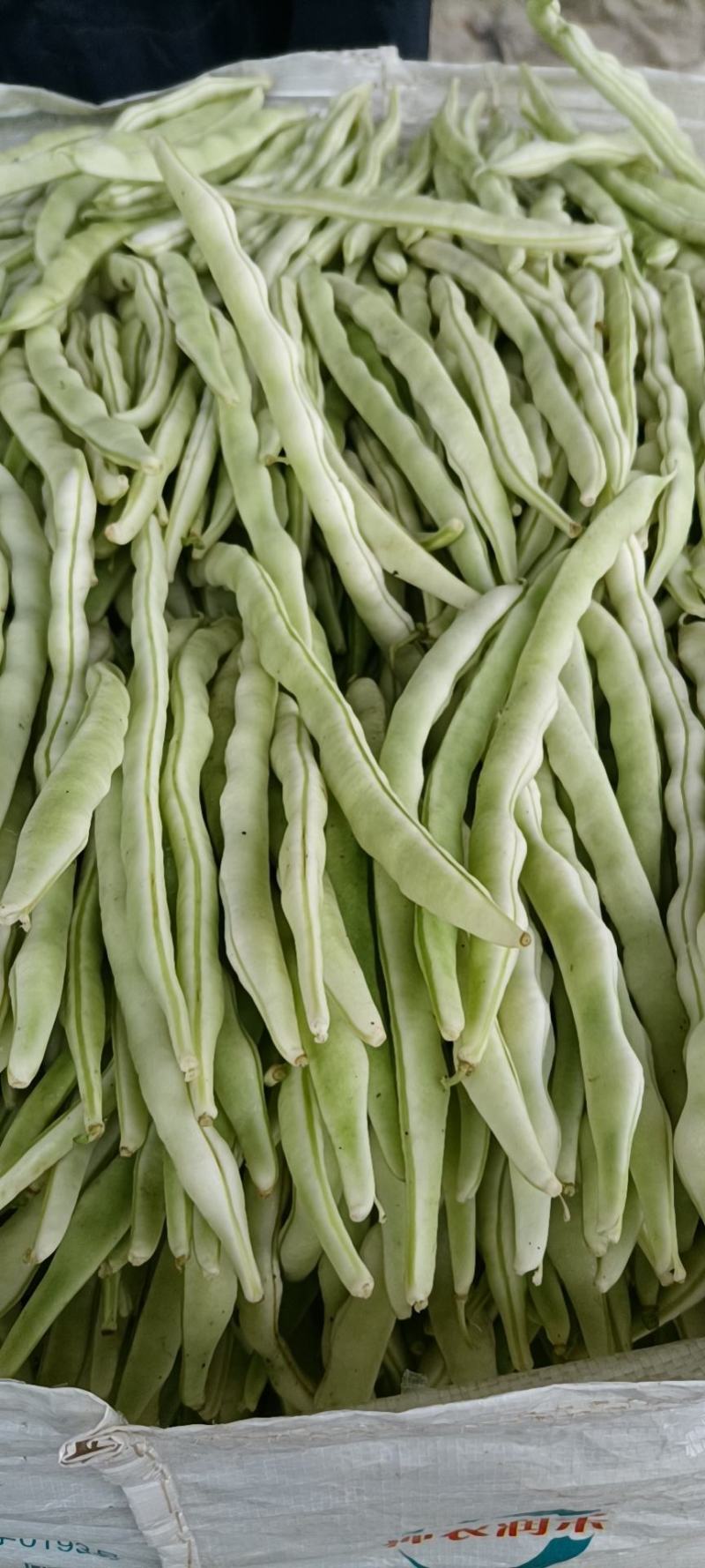 白不老