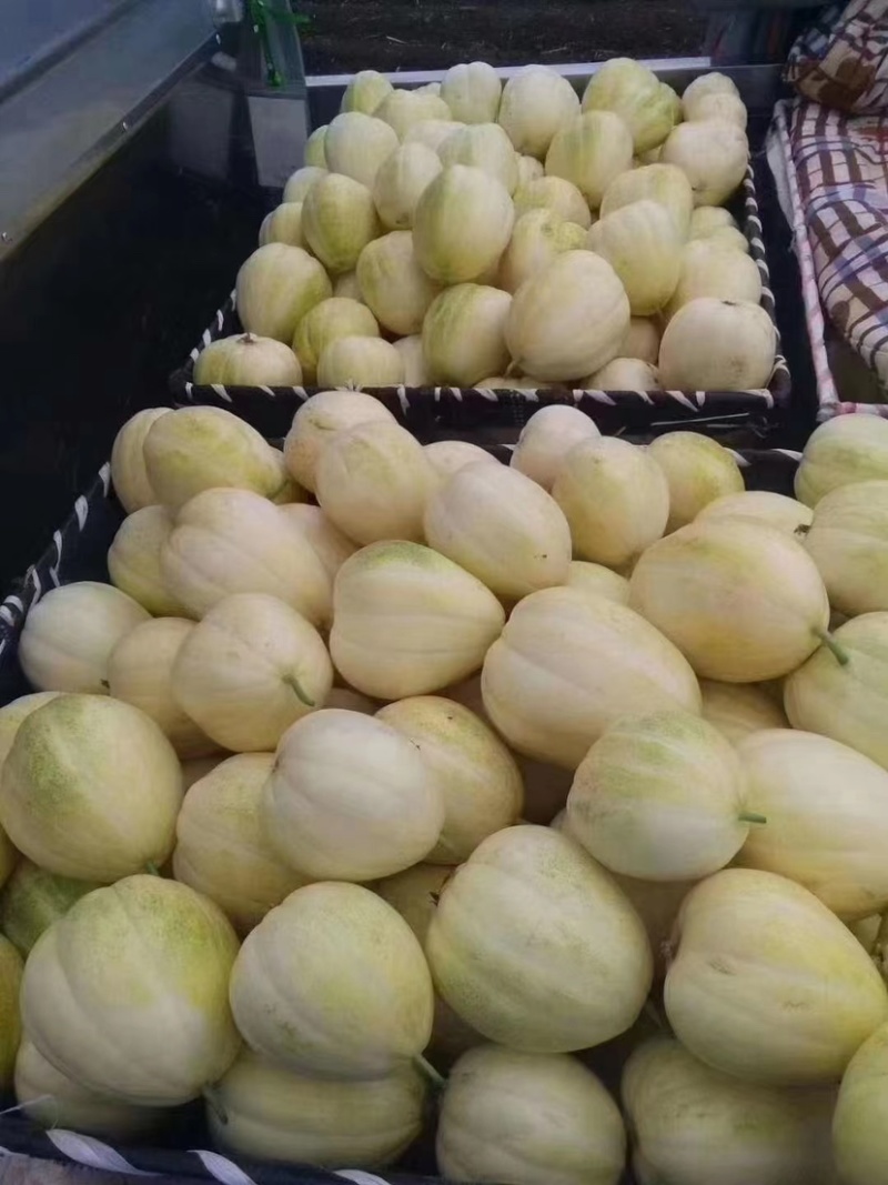香瓜