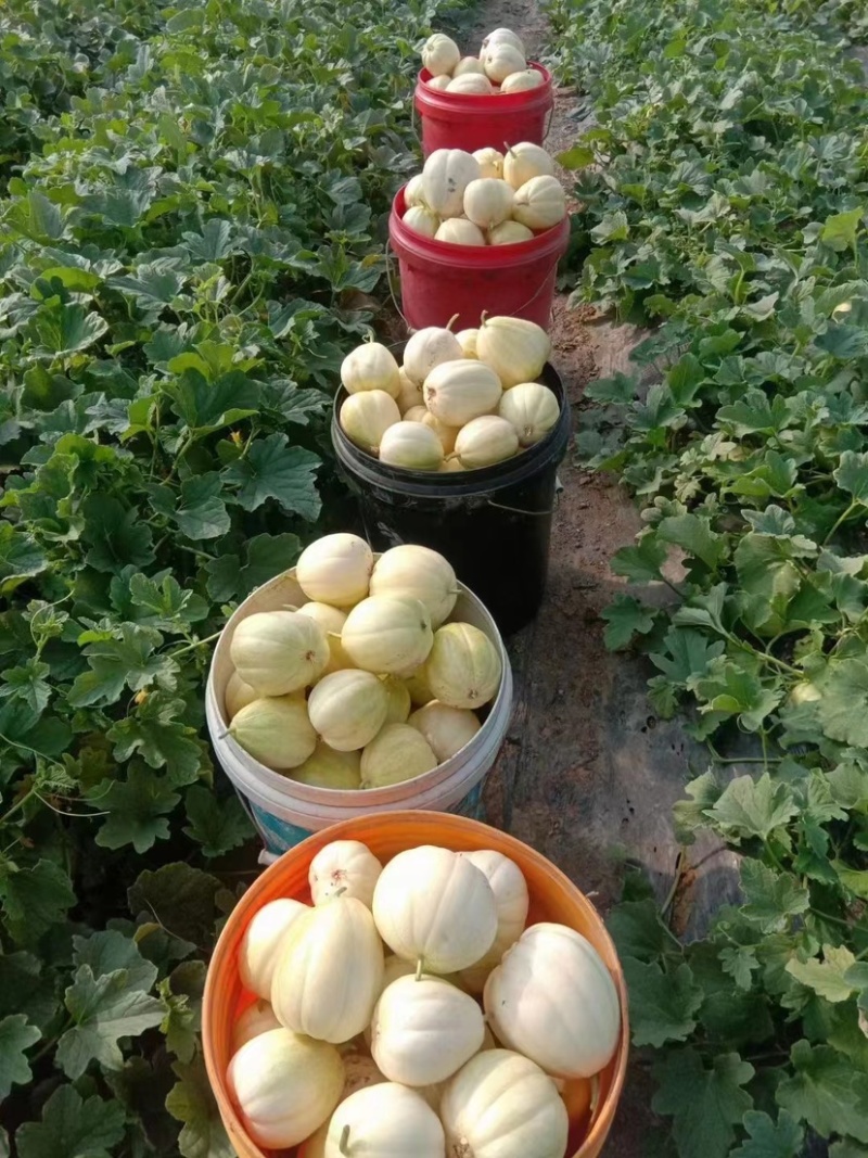 香瓜