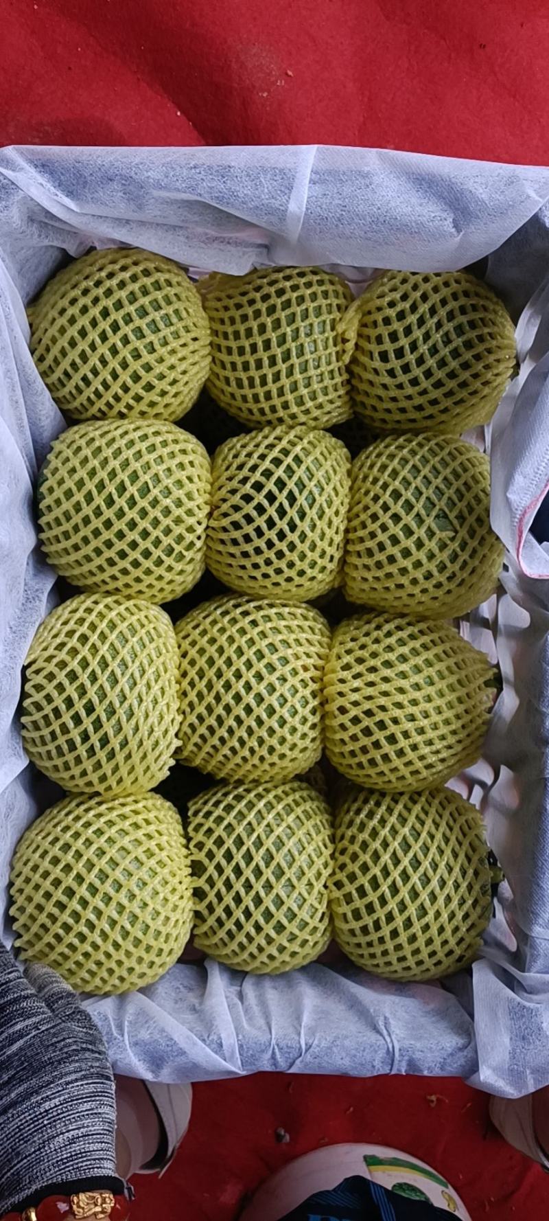 绿博特甜瓜