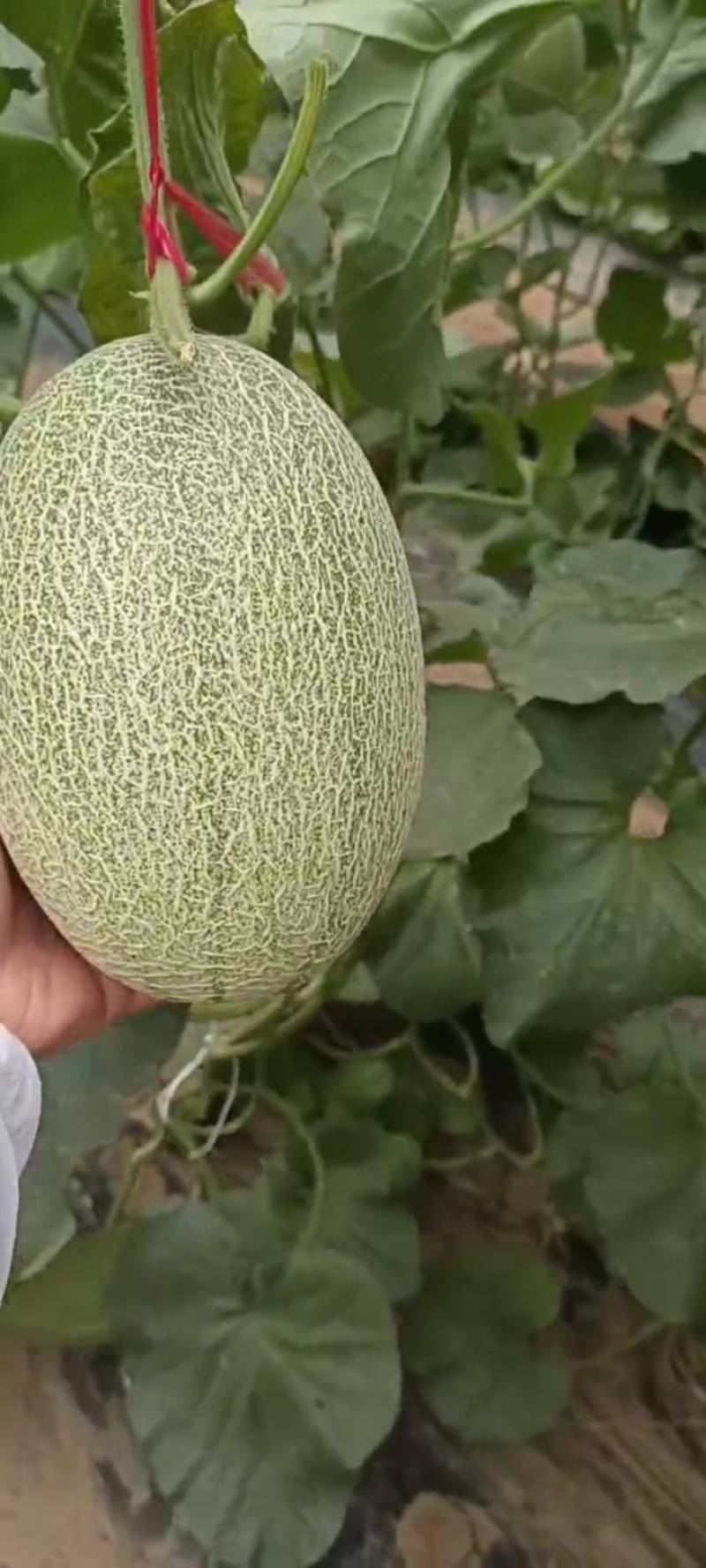 西州蜜青龙密个大保甜456