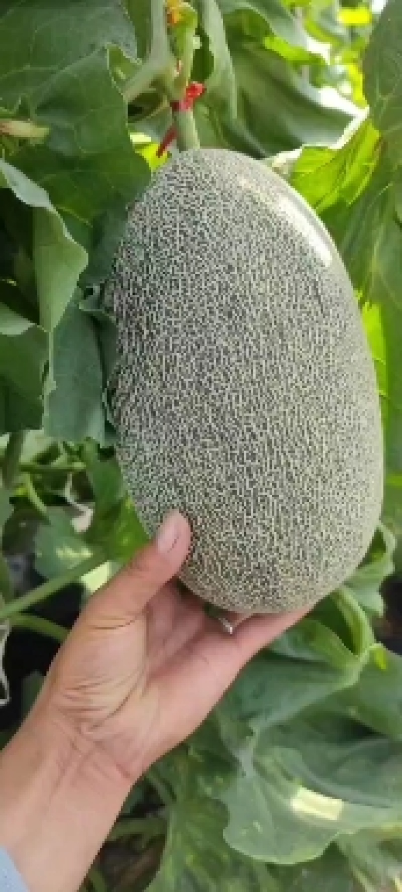 西州蜜青龙密个大保甜456