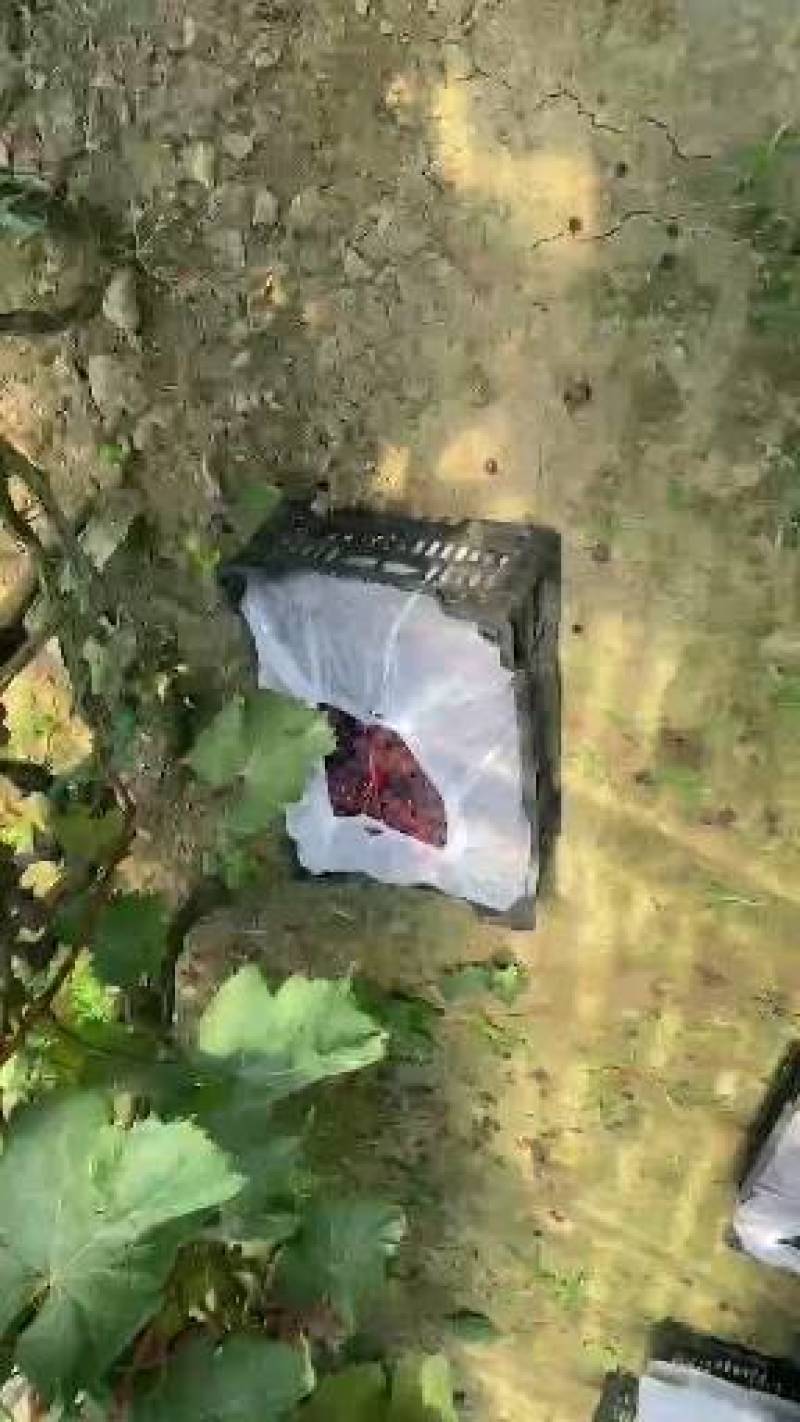 葡萄河北8611无核葡萄大棚无核葡萄海量货源产地直供