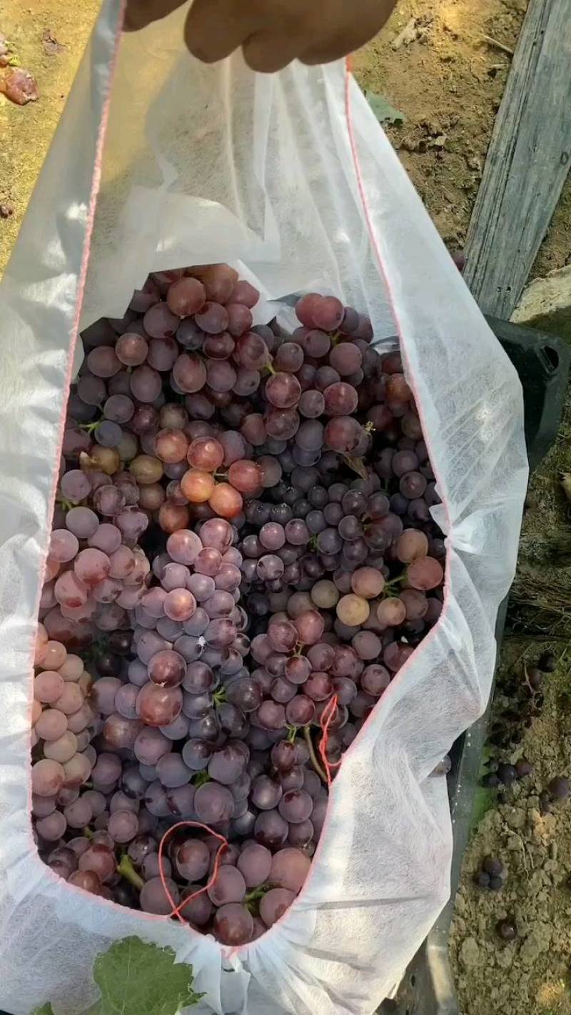 葡萄河北8611无核葡萄大棚无核葡萄海量货源产地直供