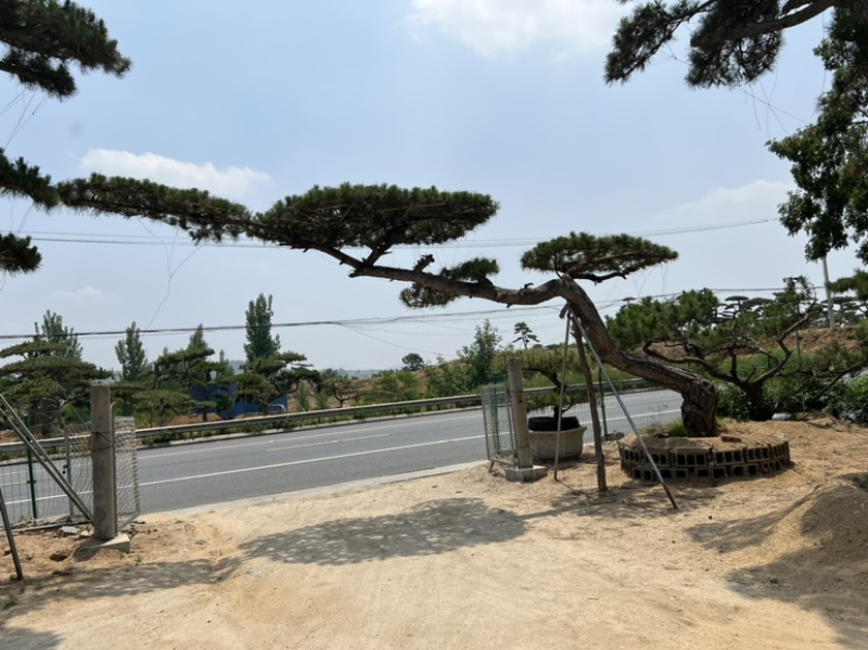 造型油松，造型古松，精品造型松，各种规格，常年供应。