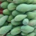 金煌大青芒