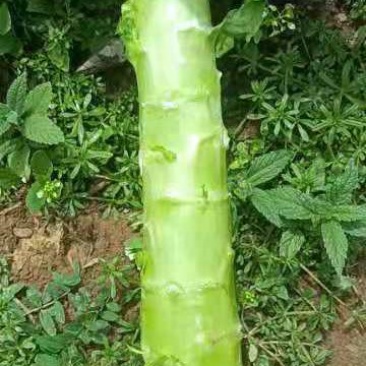 精品莴笋