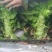 精品莴笋