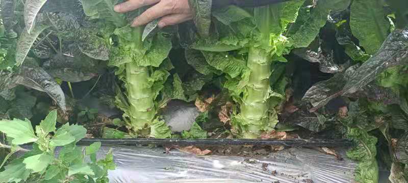 精品莴笋