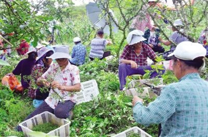 四川省德昌县新鲜采摘青花椒产地直供批发合作