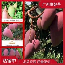 广西百色贵妃芒2两以上贵妃芒果红金龙小贵妃芒果新鲜水果