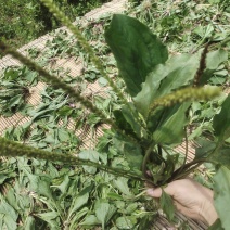 车前草野生车前草家里人挖回来洗干净晒干