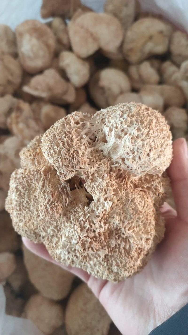 猴头菇袋装炖汤食用菌携带方便包邮大量供应一件代发