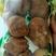 猴头菇袋装炖汤食用菌携带方便包邮大量供应一件代发